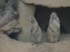 2011040701140612_k-Zoo 115.jpg